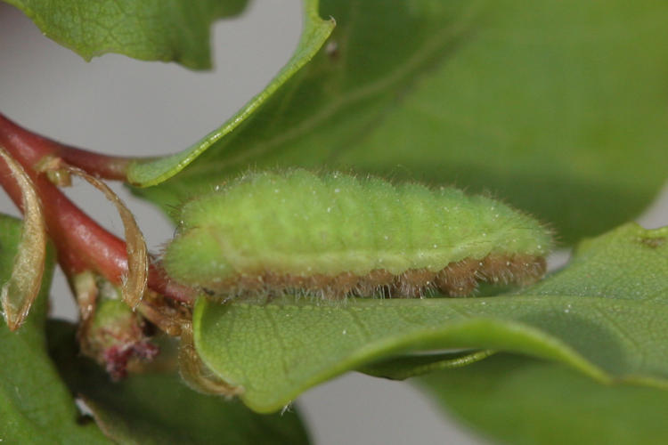 Satyrium ilicis: Bild 2