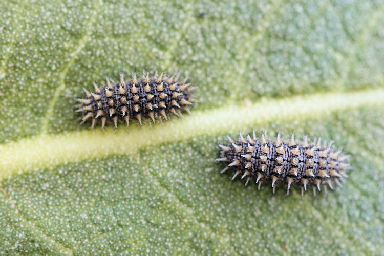 Melitaea trivia: Bild 3