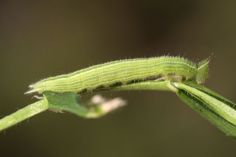 Kirinia roxelana: Bild 4