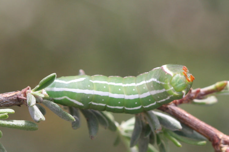 Amphipyra effusa: Bild 2