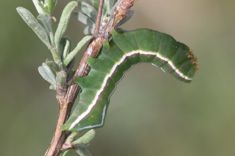 Amphipyra effusa: Bild 3