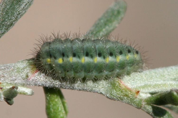 Zygaena viciae: Bild 3