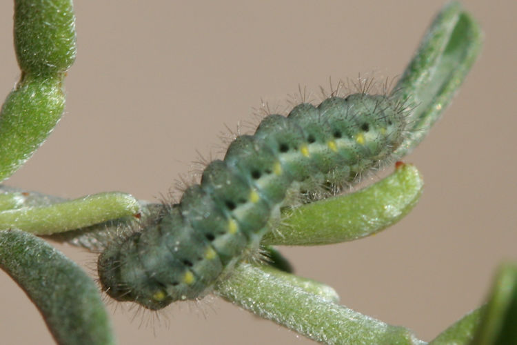 Zygaena viciae: Bild 4