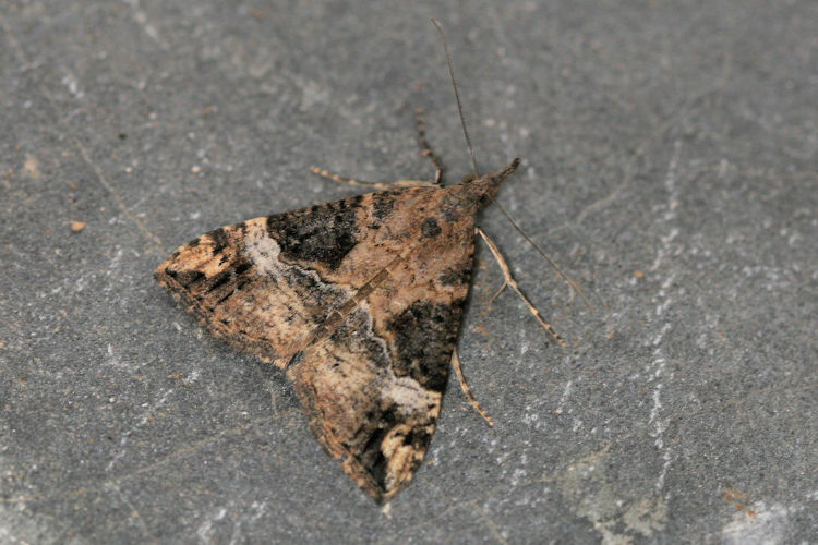 Hypena obsitalis: Bild 1