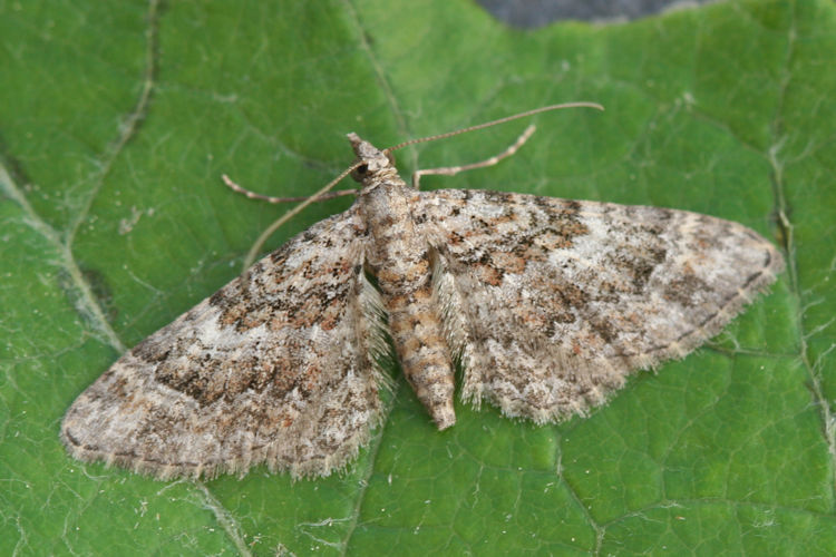 Gymnoscelis rufifasciata: Bild 24