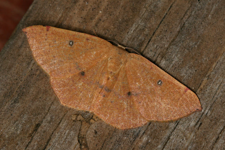 Cyclophora puppillaria: Bild 23