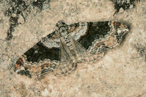 Oulobophora externaria: Bild 3