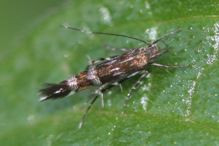 Cosmopterix pulchrimella: Bild 1