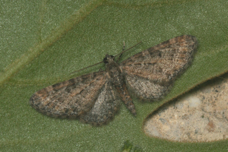 Eupithecia dodoneata: Bild 23