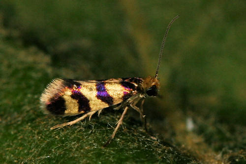 Micropterigidae indet.: Bild 1