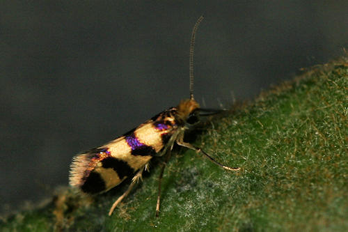 Micropterigidae indet.: Bild 2