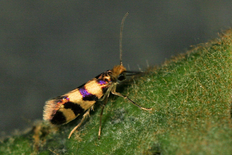 Micropterigidae indet.: Bild 2