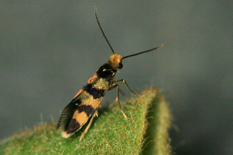 Micropterigidae indet.: Bild 4