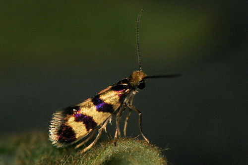 Micropterigidae indet.: Bild 5