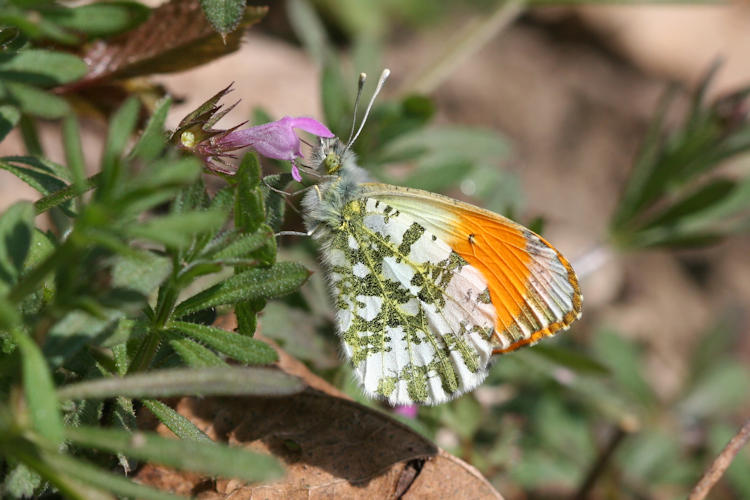 Anthocharis cardamines: Bild 15