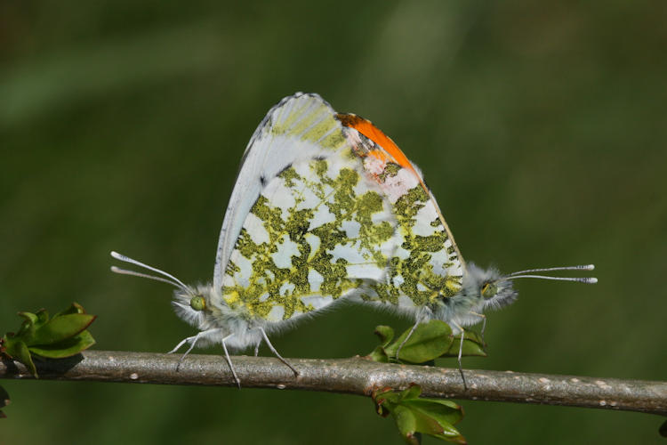 Anthocharis cardamines: Bild 27