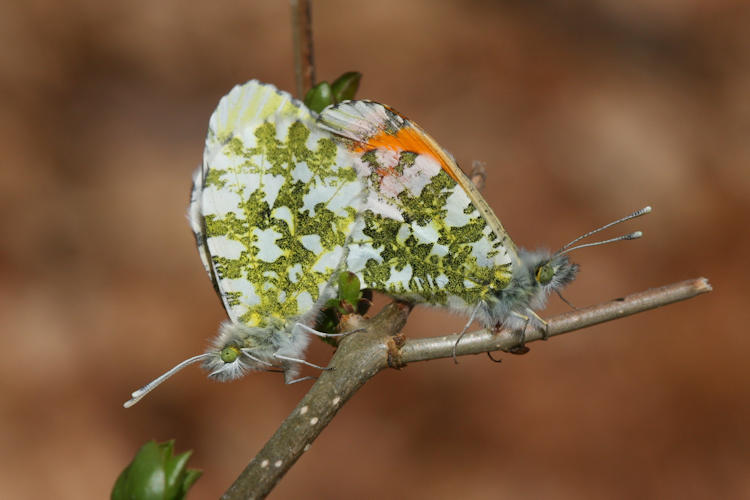 Anthocharis cardamines: Bild 28