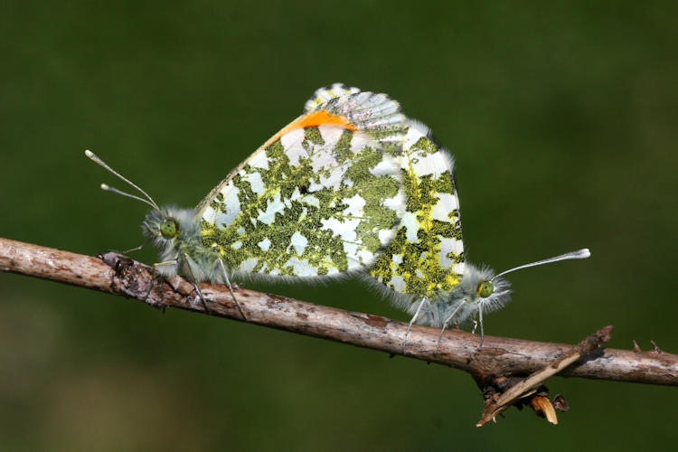 Anthocharis cardamines: Bild 30