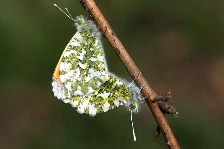 Anthocharis cardamines: Bild 33