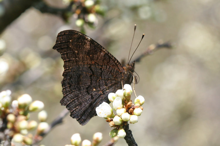 Aglais io: Bild 17