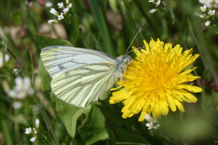 Pieris napi: Bild 30