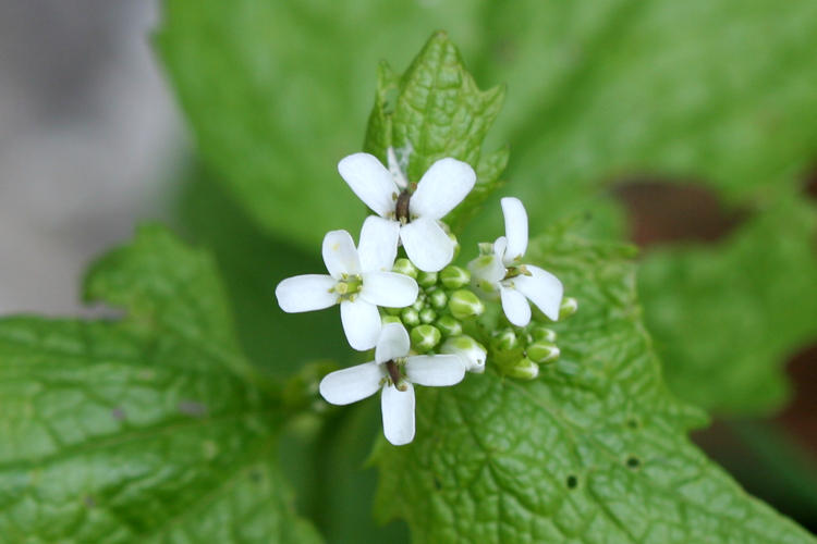 : Bild 59