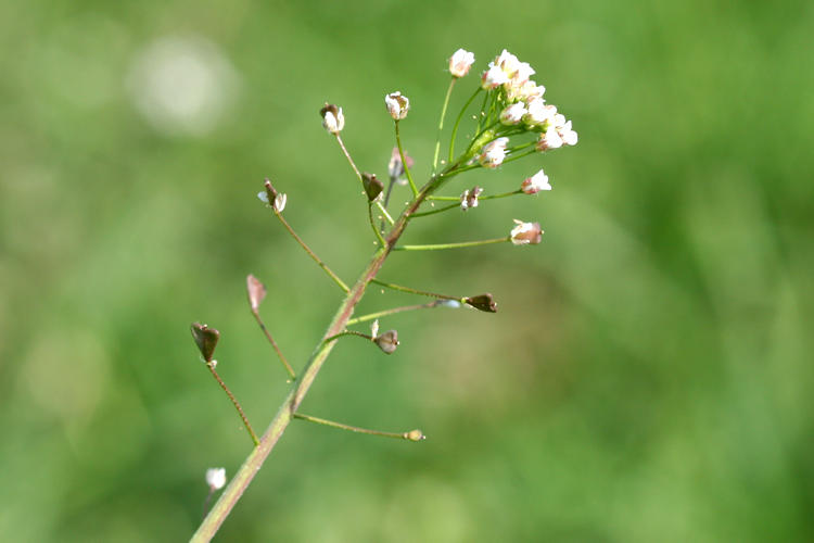 : Bild 63