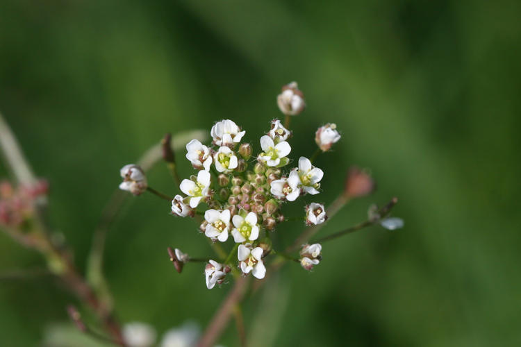: Bild 64
