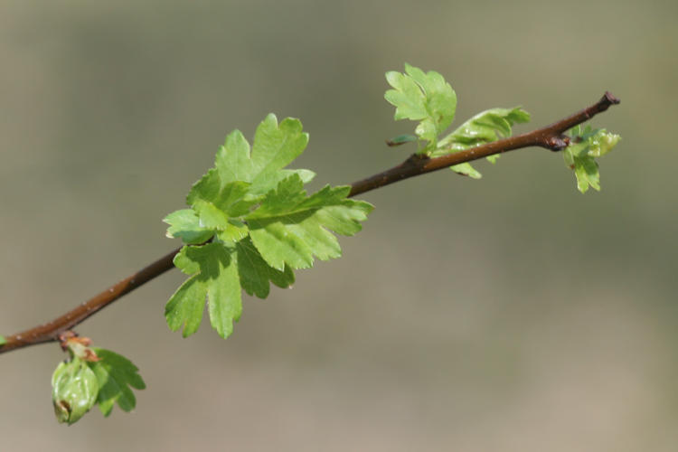 : Bild 77