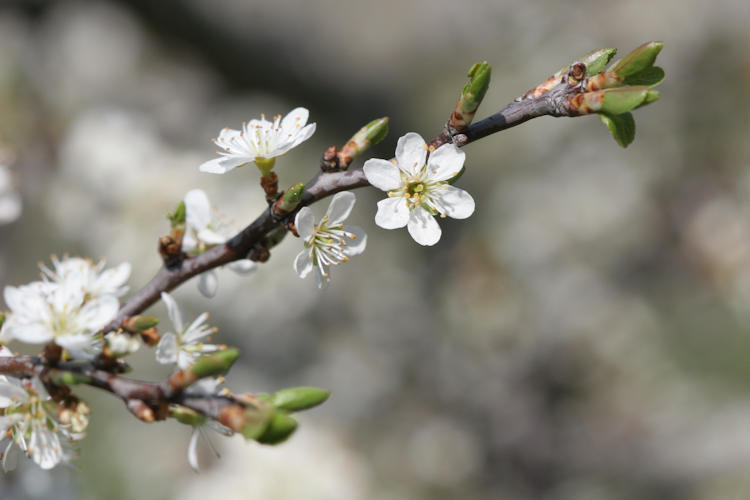 : Bild 82