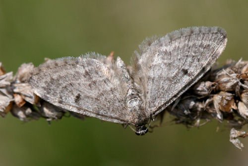 Eupithecia indigata: Bild 9