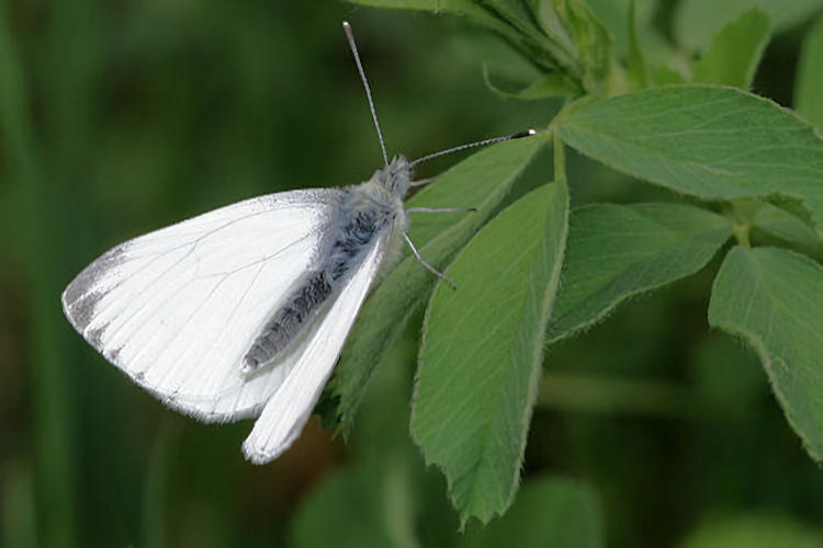 Pieris napi: Bild 7