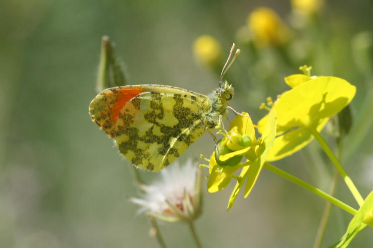 Anthocharis damone eunomia: Bild 36