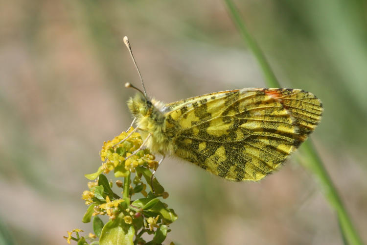 Anthocharis damone eunomia: Bild 41