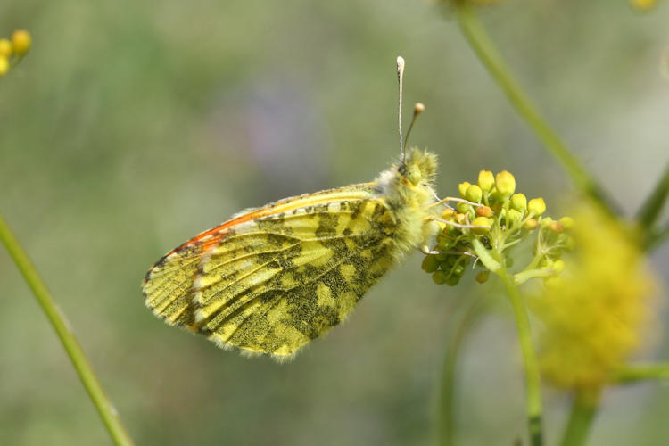 Anthocharis damone eunomia: Bild 43