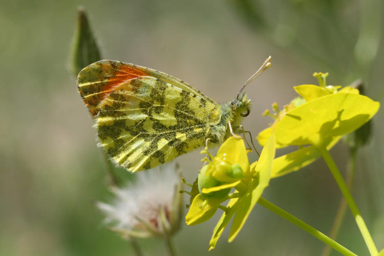 Anthocharis damone eunomia: Bild 47