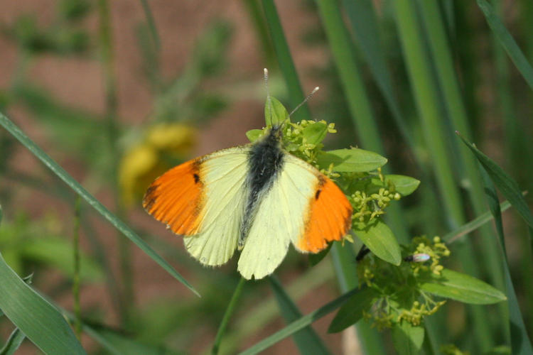 Anthocharis damone eunomia: Bild 8