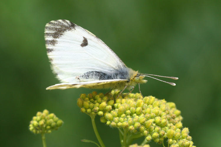 Anthocharis damone eunomia: Bild 25