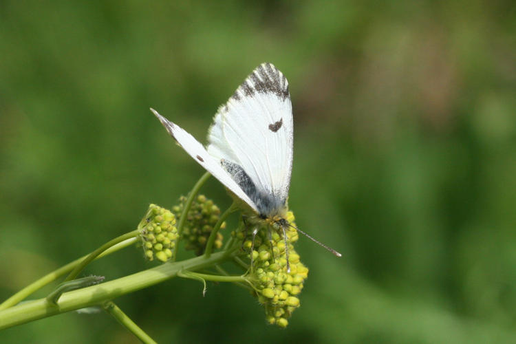 Anthocharis damone eunomia: Bild 26