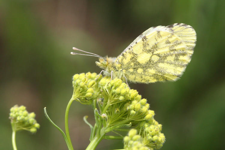 Anthocharis damone eunomia: Bild 57