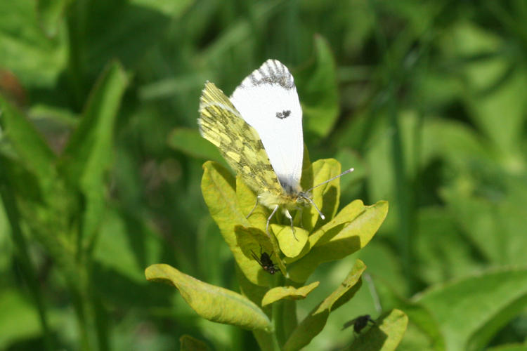 Anthocharis damone eunomia: Bild 32