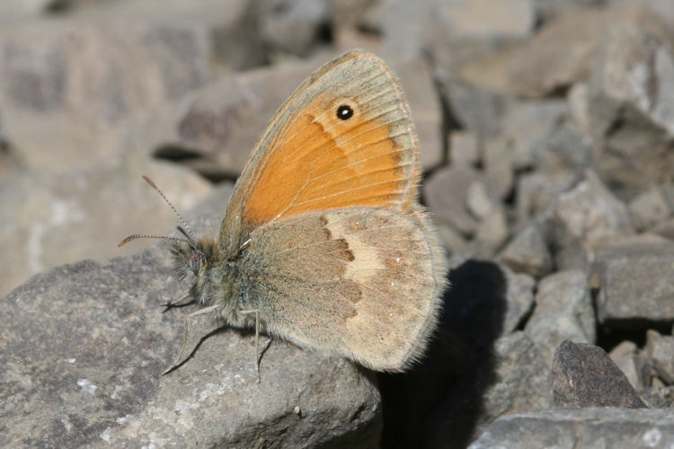 Coenonympha pamphilus marginata: Bild 1