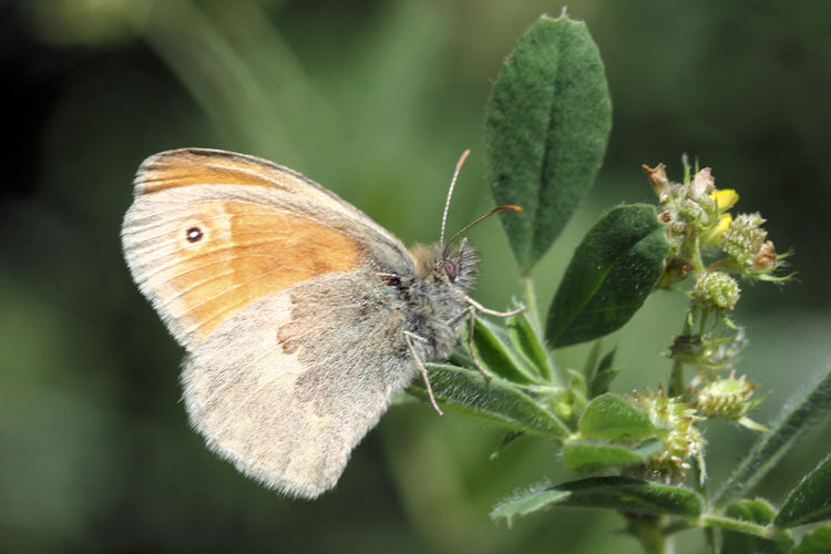 Coenonympha pamphilus marginata: Bild 2