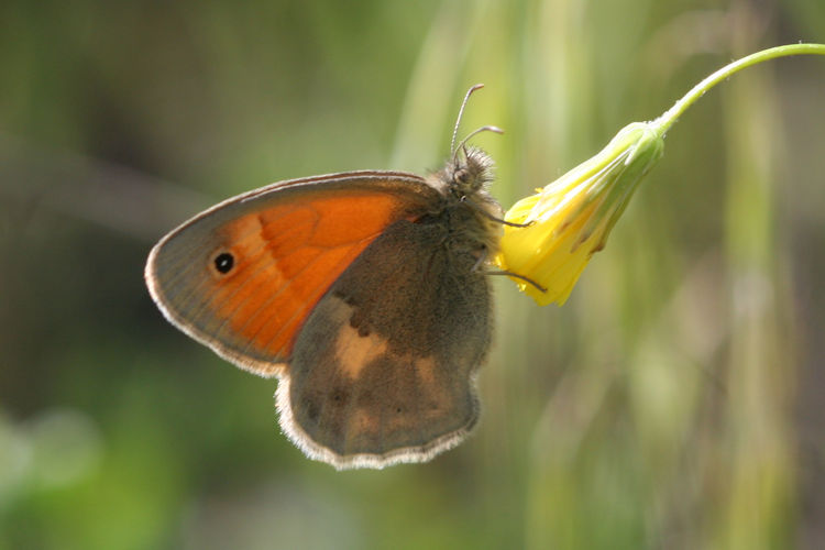 Coenonympha pamphilus marginata: Bild 3