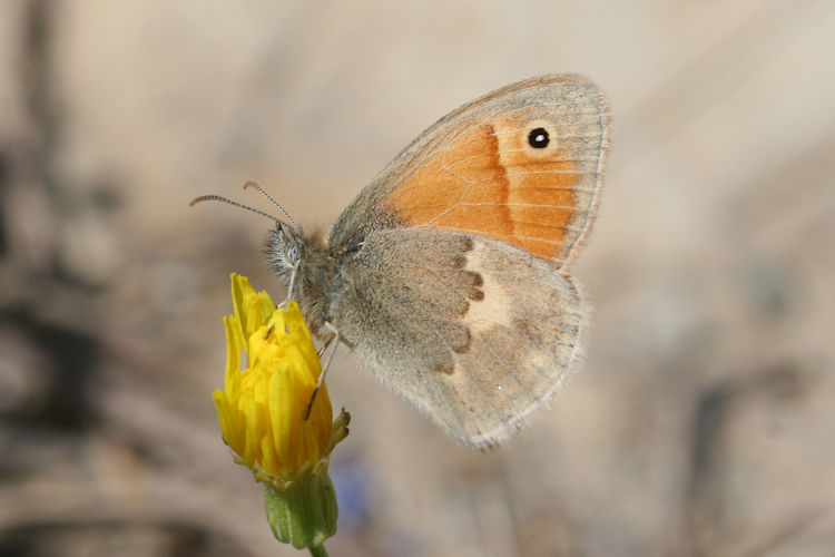 Coenonympha pamphilus marginata: Bild 4