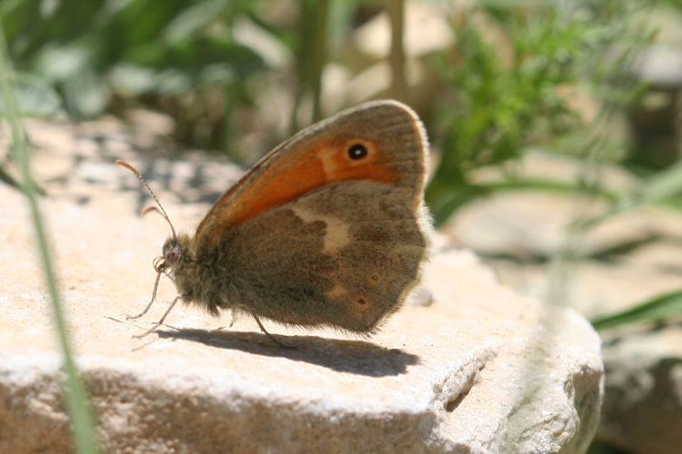 Coenonympha pamphilus marginata: Bild 5