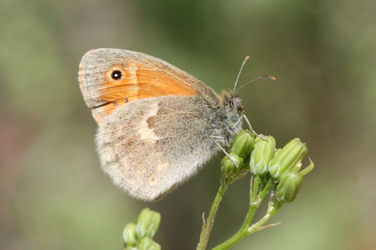 Coenonympha lyllus: Bild 6