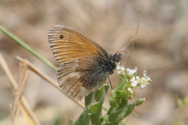 Coenonympha lyllus: Bild 7