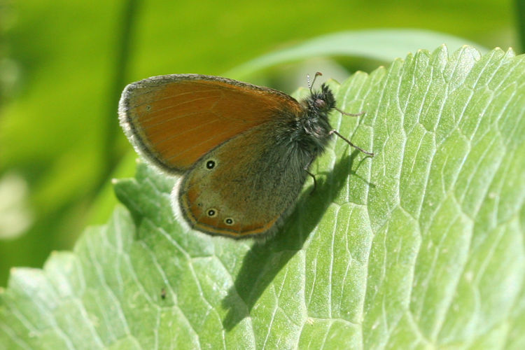 Coenonympha leander obscura: Bild 7