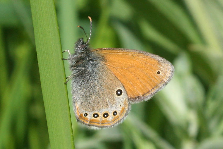 Coenonympha leander obscura: Bild 8